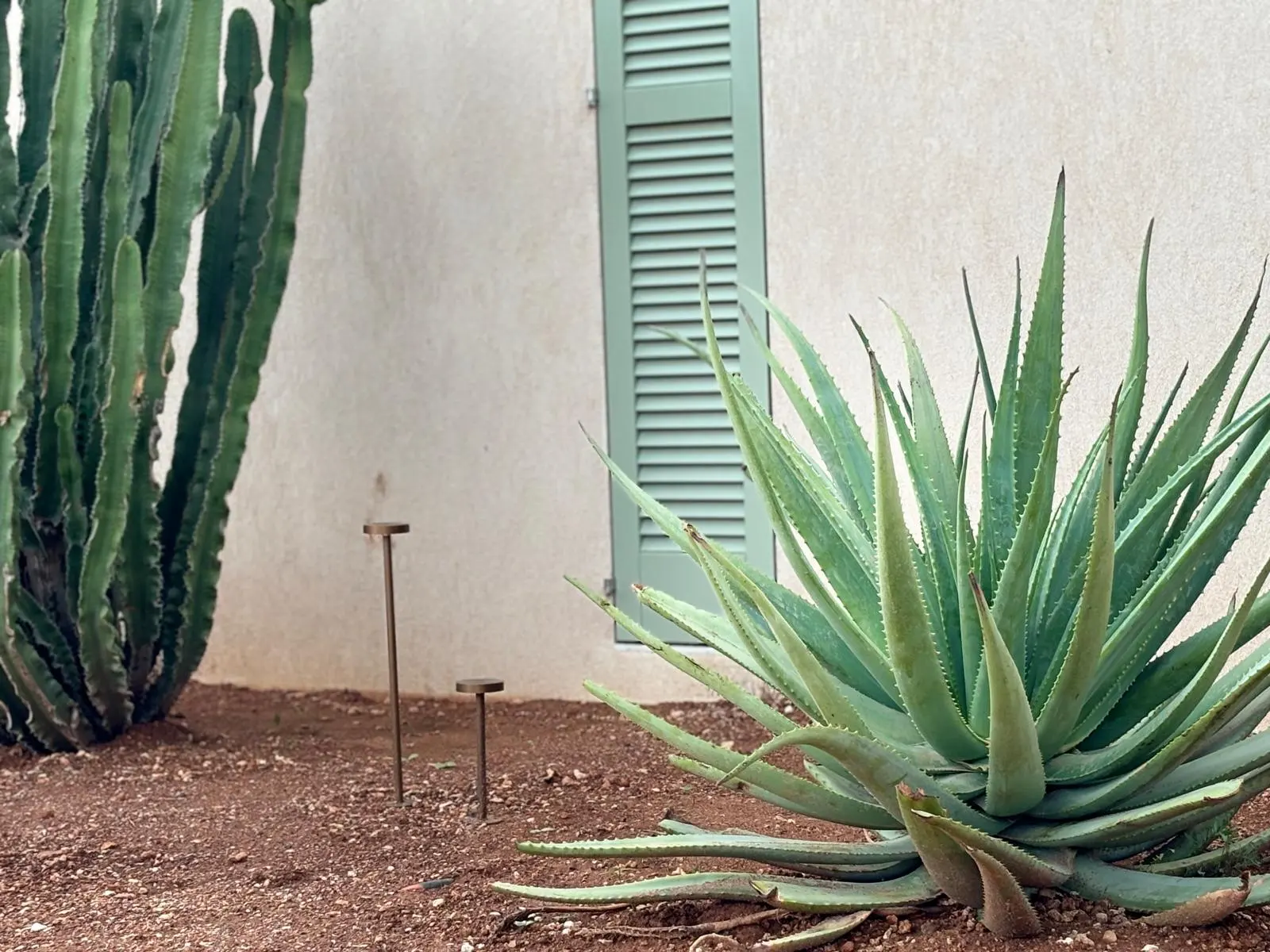 Agaves before green shutters