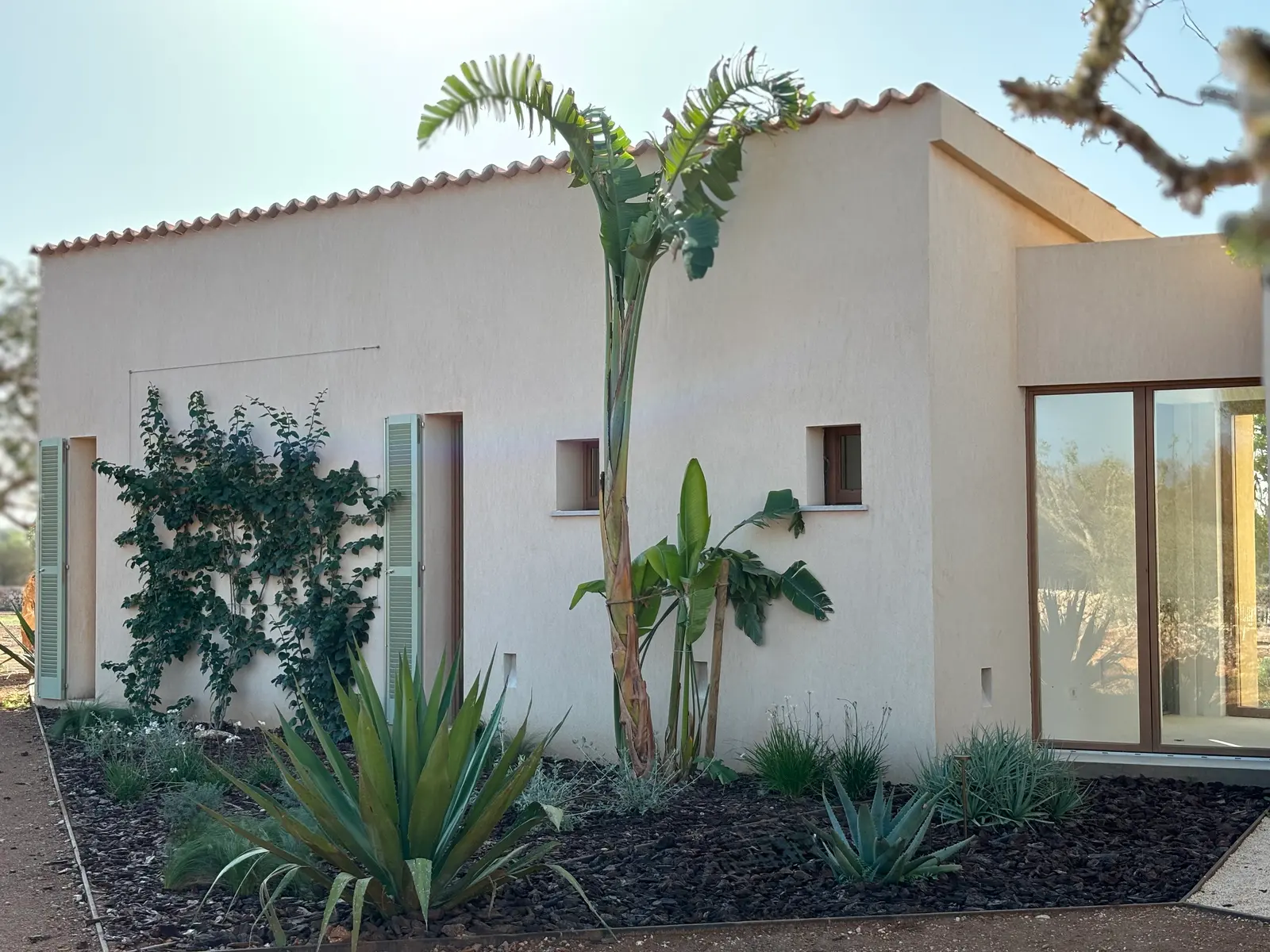 Banana plant in front of the finca in morning light