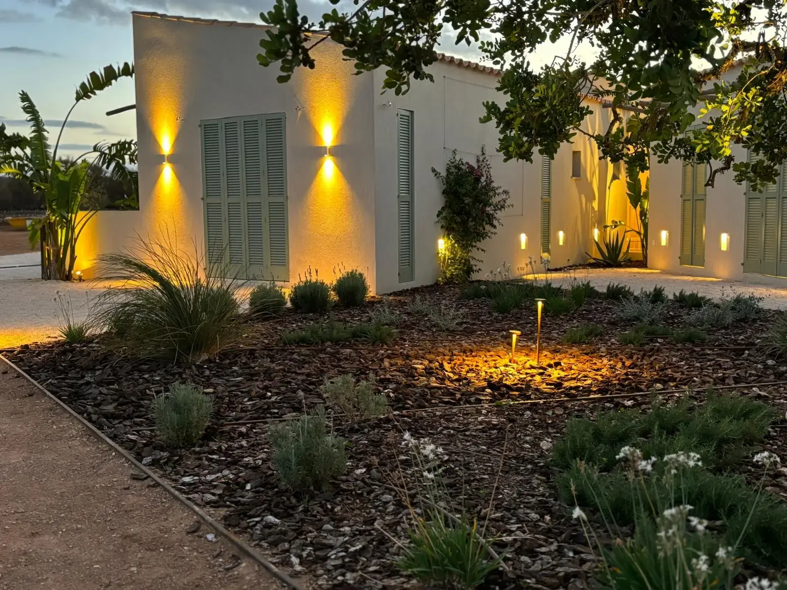 Cacti in evening light