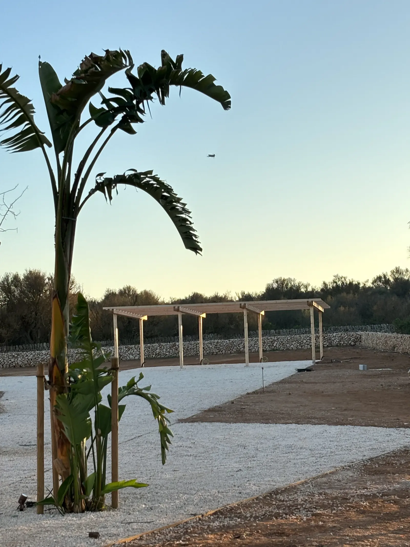 Banana plant and pergola at dusk