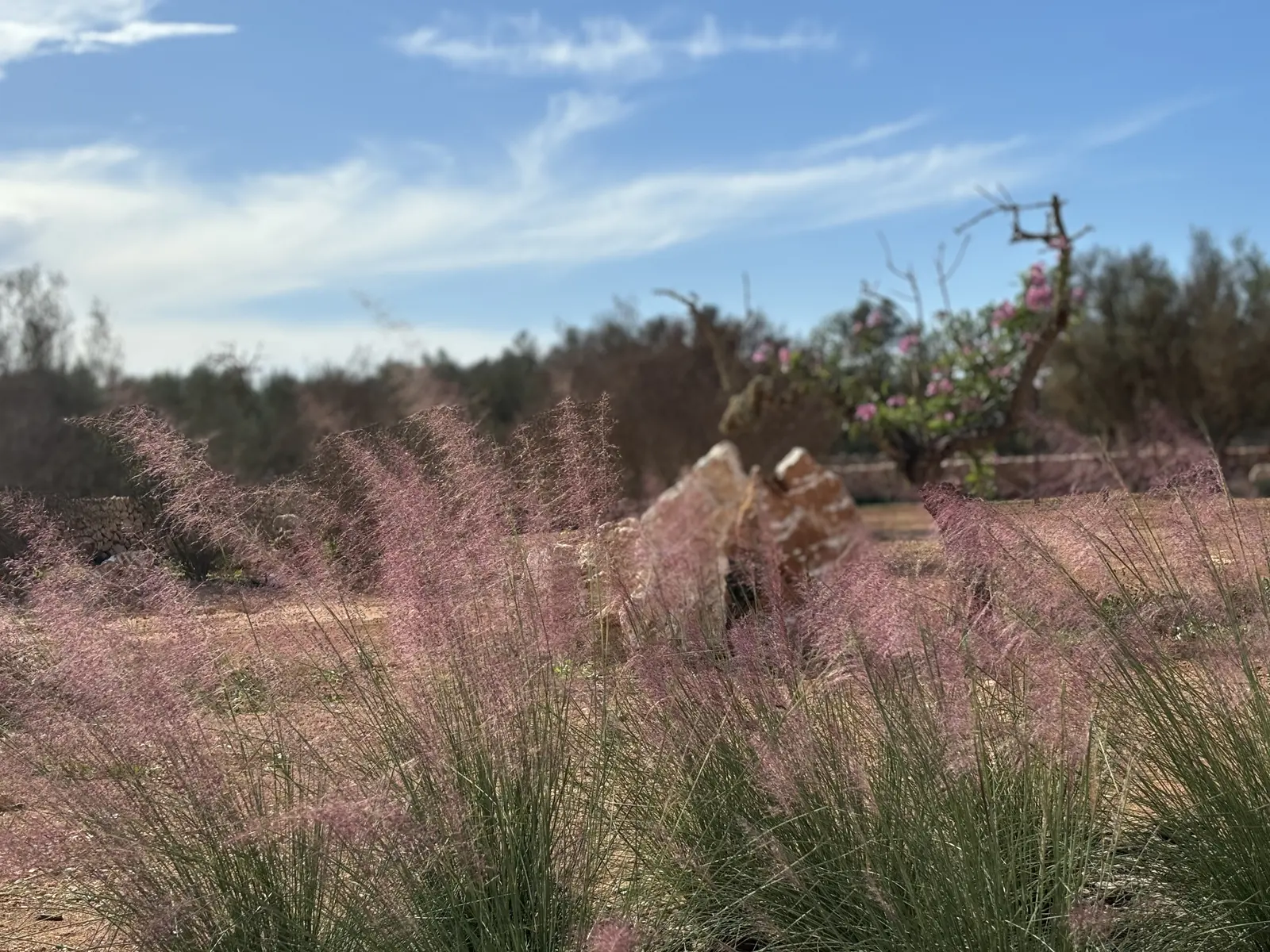 Ornamental grasses and almond tree in the grounds