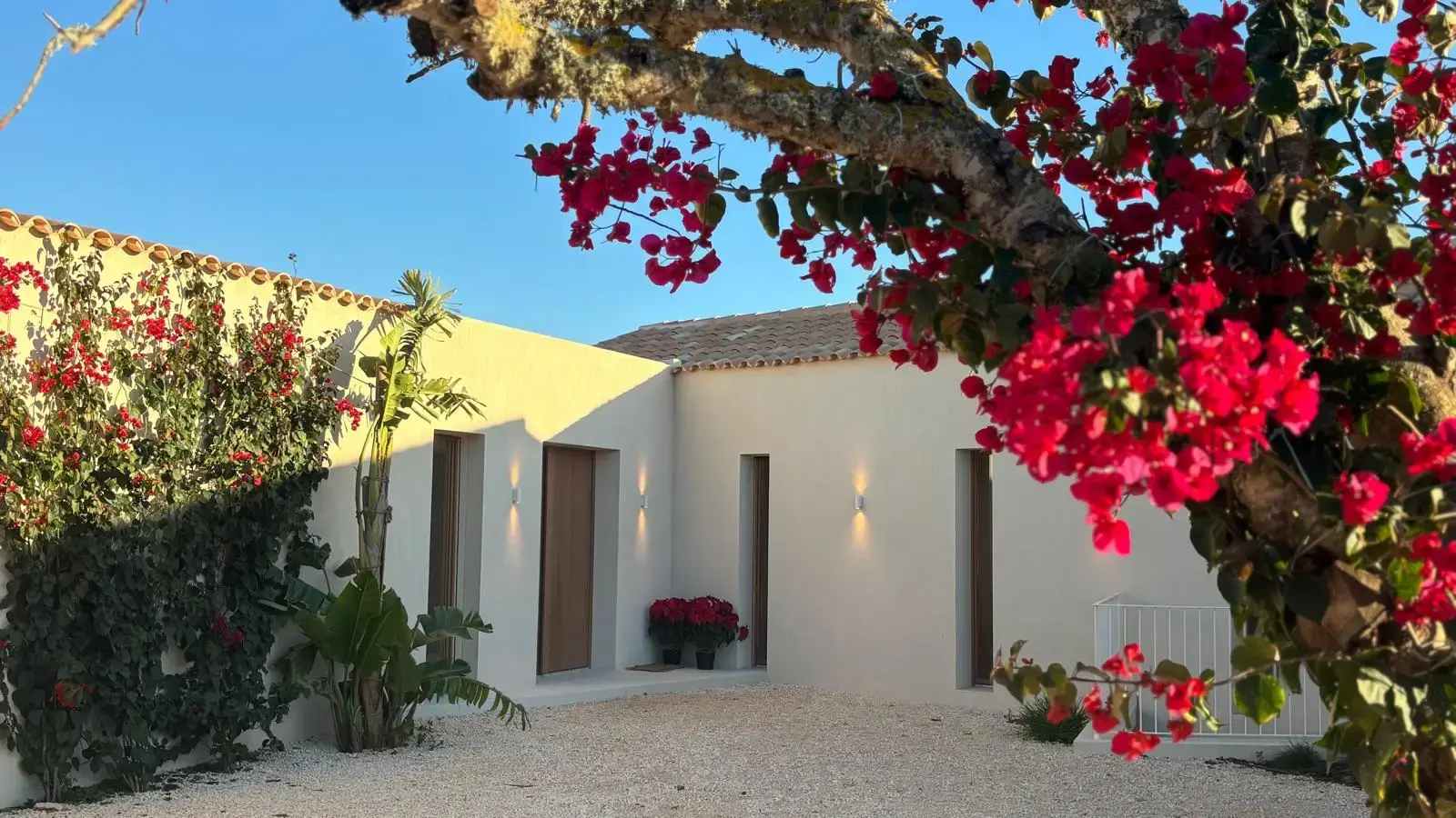 Bougainvillea in the patio