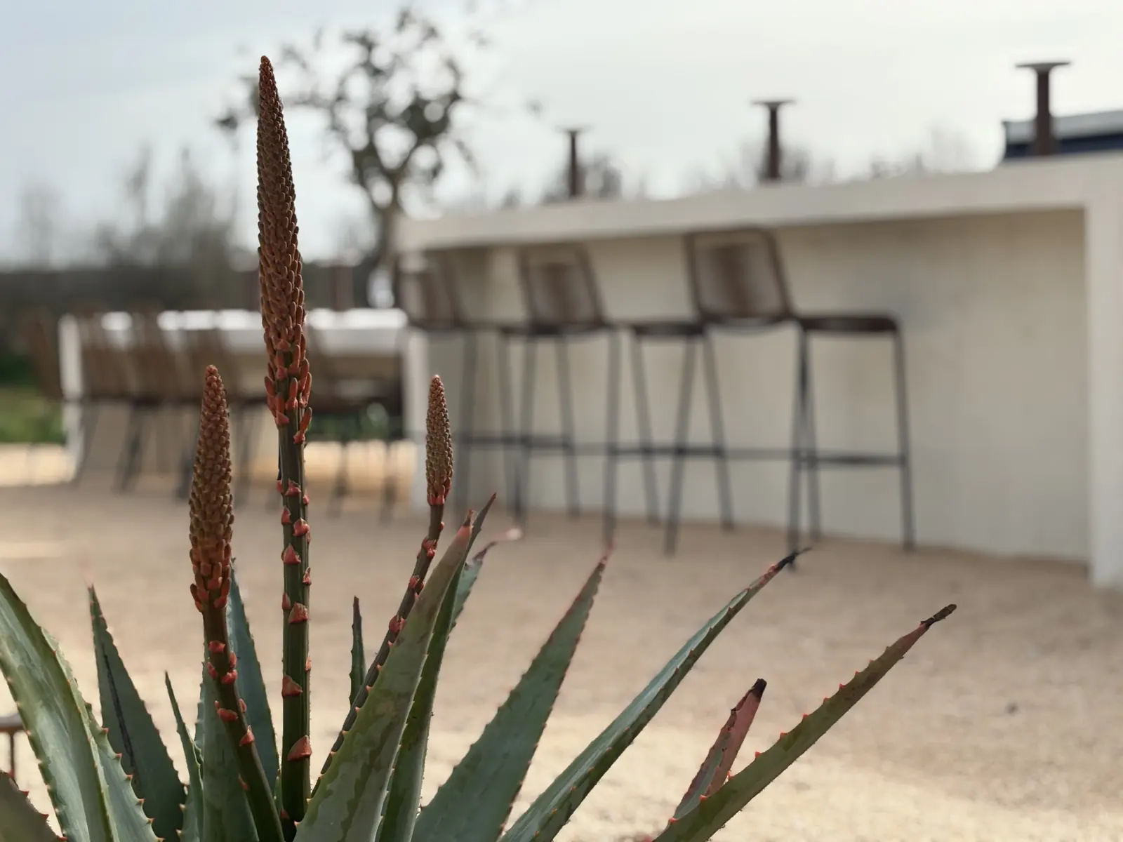 Flowering aloe in front of the outdoor kitchen with bar counter