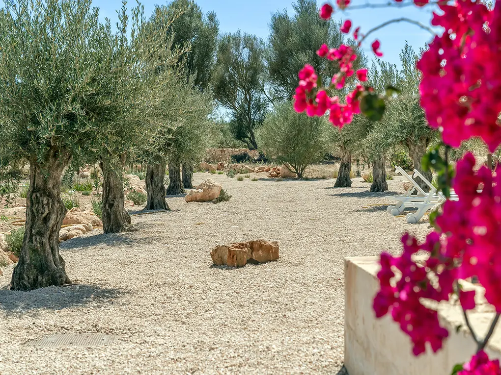 Bougainvillea in the garden