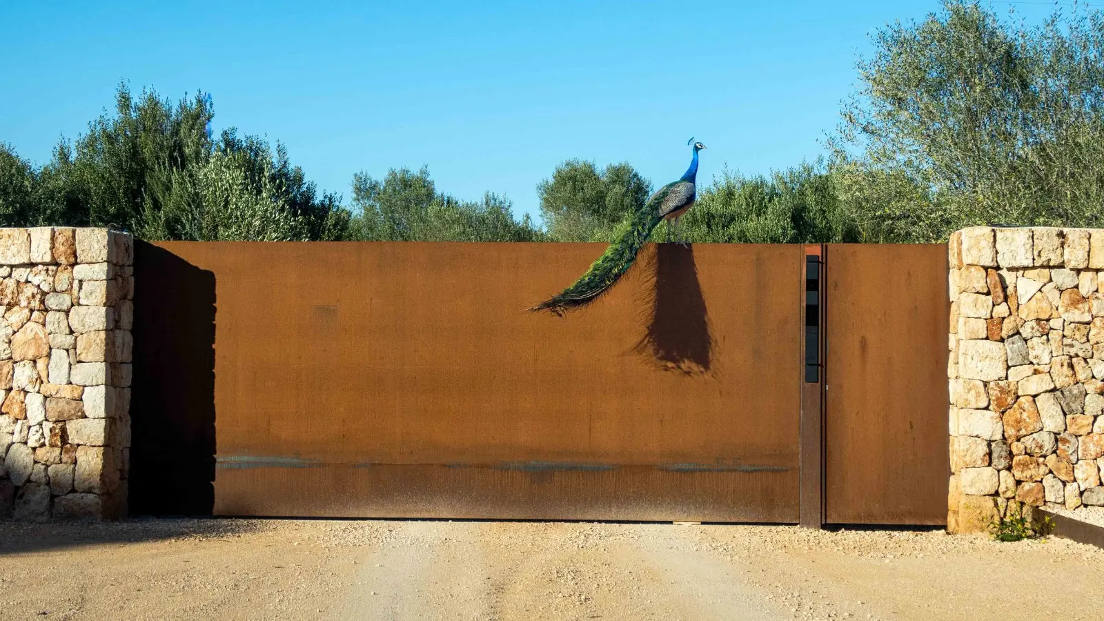 Peacock on the corten steel entrance gate